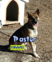 /album/c%c3%a3es-para-adoptar/pastor-copy-jpg/